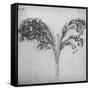 'A Long-Stemmed Plant, c1480 (1945)-Leonardo Da Vinci-Framed Stretched Canvas