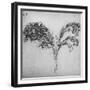 'A Long-Stemmed Plant, c1480 (1945)-Leonardo Da Vinci-Framed Giclee Print