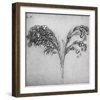 'A Long-Stemmed Plant, c1480 (1945)-Leonardo Da Vinci-Framed Giclee Print