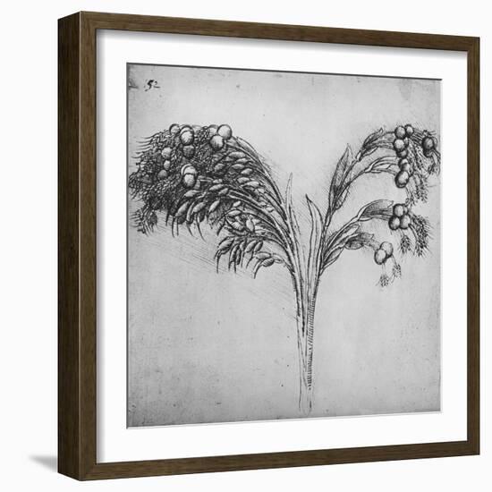 'A Long-Stemmed Plant, c1480 (1945)-Leonardo Da Vinci-Framed Giclee Print