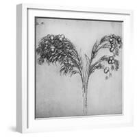 'A Long-Stemmed Plant, c1480 (1945)-Leonardo Da Vinci-Framed Giclee Print