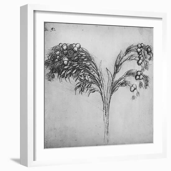 'A Long-Stemmed Plant, c1480 (1945)-Leonardo Da Vinci-Framed Giclee Print