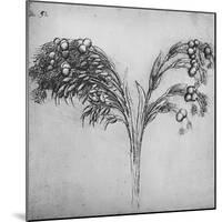 'A Long-Stemmed Plant, c1480 (1945)-Leonardo Da Vinci-Mounted Giclee Print