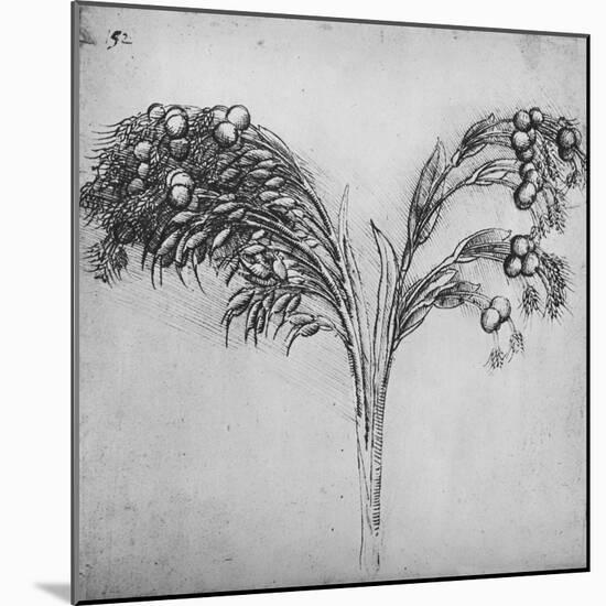 'A Long-Stemmed Plant, c1480 (1945)-Leonardo Da Vinci-Mounted Giclee Print