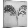 'A Long-Stemmed Plant, c1480 (1945)-Leonardo Da Vinci-Mounted Giclee Print