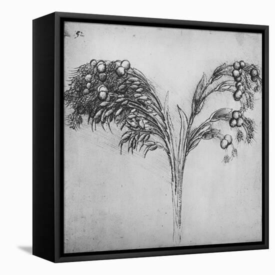 'A Long-Stemmed Plant, c1480 (1945)-Leonardo Da Vinci-Framed Stretched Canvas