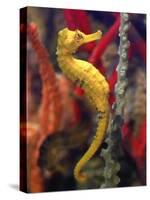 A Longsnout Seahorse Moves Gracefully Through Coral-null-Stretched Canvas