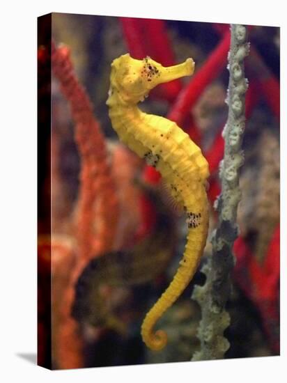 A Longsnout Seahorse Moves Gracefully Through Coral-null-Stretched Canvas