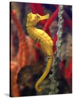 A Longsnout Seahorse Moves Gracefully Through Coral-null-Stretched Canvas