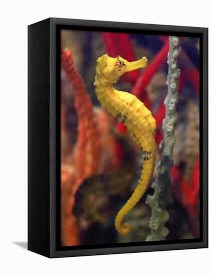 A Longsnout Seahorse Moves Gracefully Through Coral-null-Framed Stretched Canvas