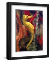 A Longsnout Seahorse Moves Gracefully Through Coral-null-Framed Premium Photographic Print