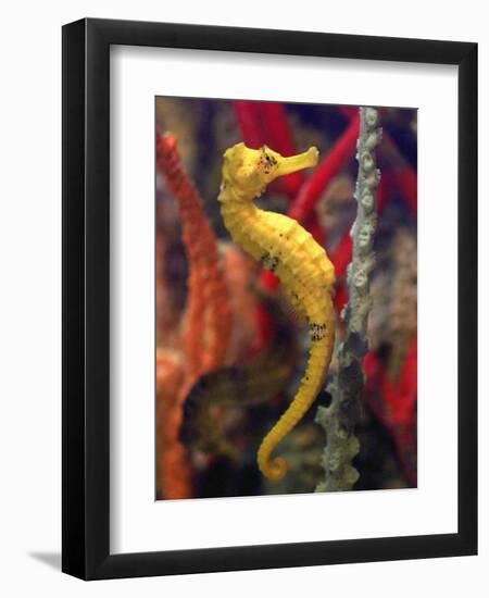 A Longsnout Seahorse Moves Gracefully Through Coral-null-Framed Premium Photographic Print