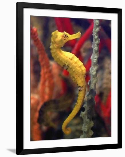 A Longsnout Seahorse Moves Gracefully Through Coral-null-Framed Photographic Print