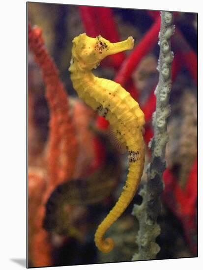 A Longsnout Seahorse Moves Gracefully Through Coral-null-Mounted Photographic Print