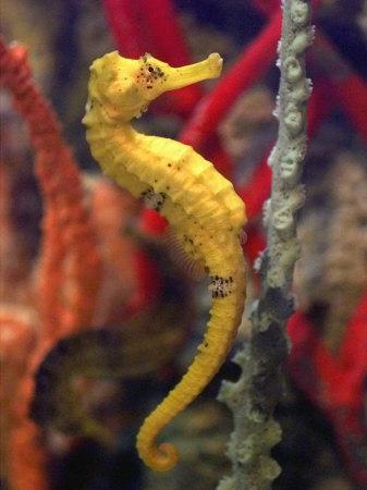 seahorse colorful