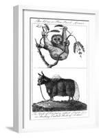 A Loris and a Yak, 1799-null-Framed Giclee Print