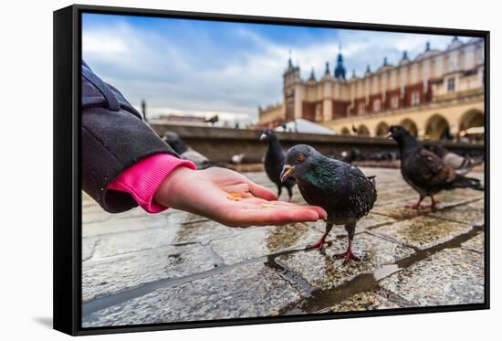 A Lot of Doves in Krakow Old City.-bloodua-Framed Stretched Canvas