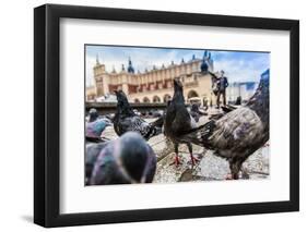 A Lot of Doves in Krakow Old City.-bloodua-Framed Photographic Print
