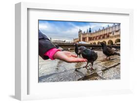 A Lot of Doves in Krakow Old City.-bloodua-Framed Photographic Print