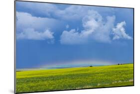 A Low Altitude Rainbow Visible over the Yellow Canola Field, Gleichen, Alberta, Canada-null-Mounted Photographic Print