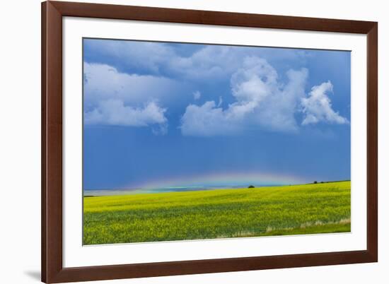 A Low Altitude Rainbow Visible over the Yellow Canola Field, Gleichen, Alberta, Canada-null-Framed Photographic Print
