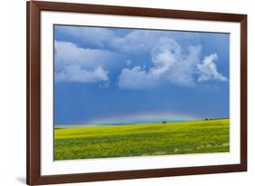 A Low Altitude Rainbow Visible over the Yellow Canola Field, Gleichen, Alberta, Canada-null-Framed Photographic Print