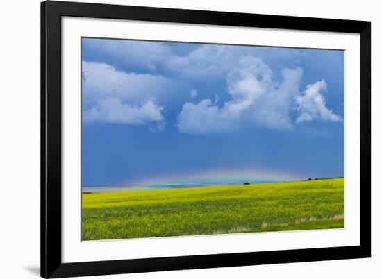 A Low Altitude Rainbow Visible over the Yellow Canola Field, Gleichen, Alberta, Canada-null-Framed Photographic Print