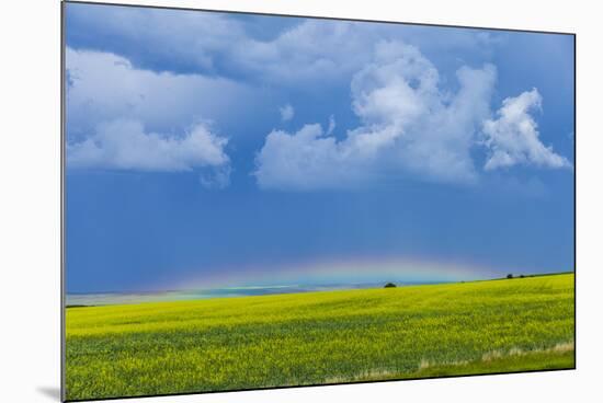 A Low Altitude Rainbow Visible over the Yellow Canola Field, Gleichen, Alberta, Canada-null-Mounted Photographic Print