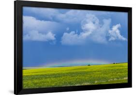 A Low Altitude Rainbow Visible over the Yellow Canola Field, Gleichen, Alberta, Canada-null-Framed Photographic Print