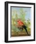 A Macaw and a Dove in an Ornamental Garden, 1772-Gerrit van den Heuvel-Framed Giclee Print