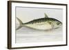 A Mackarel-E. Albin-Framed Giclee Print