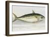 A Mackarel-E. Albin-Framed Giclee Print