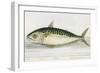 A Mackerel-E. Albin-Framed Giclee Print