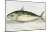 A Mackerel-E. Albin-Mounted Giclee Print