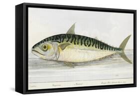 A Mackerel-E. Albin-Framed Stretched Canvas