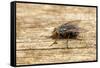 A Macro Photo of a Blue-Bottle Blow Fly-Akil Rolle-Rowan-Framed Stretched Canvas