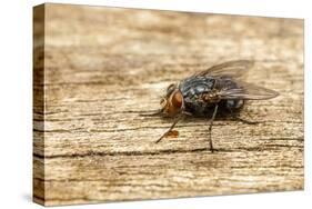 A Macro Photo of a Blue-Bottle Blow Fly-Akil Rolle-Rowan-Stretched Canvas