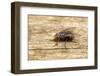 A Macro Photo of a Blue-Bottle Blow Fly-Akil Rolle-Rowan-Framed Photographic Print