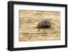 A Macro Photo of a Blue-Bottle Blow Fly-Akil Rolle-Rowan-Framed Photographic Print