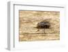 A Macro Photo of a Blue-Bottle Blow Fly-Akil Rolle-Rowan-Framed Photographic Print