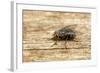 A Macro Photo of a Blue-Bottle Blow Fly-Akil Rolle-Rowan-Framed Photographic Print