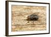 A Macro Photo of a Blue-Bottle Blow Fly-Akil Rolle-Rowan-Framed Photographic Print