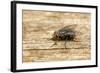 A Macro Photo of a Blue-Bottle Blow Fly-Akil Rolle-Rowan-Framed Photographic Print