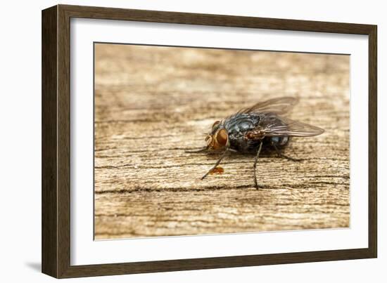 A Macro Photo of a Blue-Bottle Blow Fly-Akil Rolle-Rowan-Framed Photographic Print