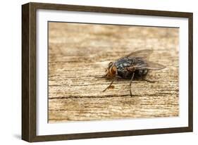 A Macro Photo of a Blue-Bottle Blow Fly-Akil Rolle-Rowan-Framed Photographic Print