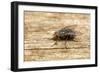 A Macro Photo of a Blue-Bottle Blow Fly-Akil Rolle-Rowan-Framed Photographic Print