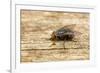 A Macro Photo of a Blue-Bottle Blow Fly-Akil Rolle-Rowan-Framed Photographic Print