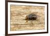 A Macro Photo of a Blue-Bottle Blow Fly-Akil Rolle-Rowan-Framed Photographic Print