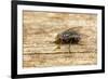 A Macro Photo of a Blue-Bottle Blow Fly-Akil Rolle-Rowan-Framed Photographic Print