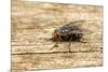 A Macro Photo of a Blue-Bottle Blow Fly-Akil Rolle-Rowan-Mounted Photographic Print